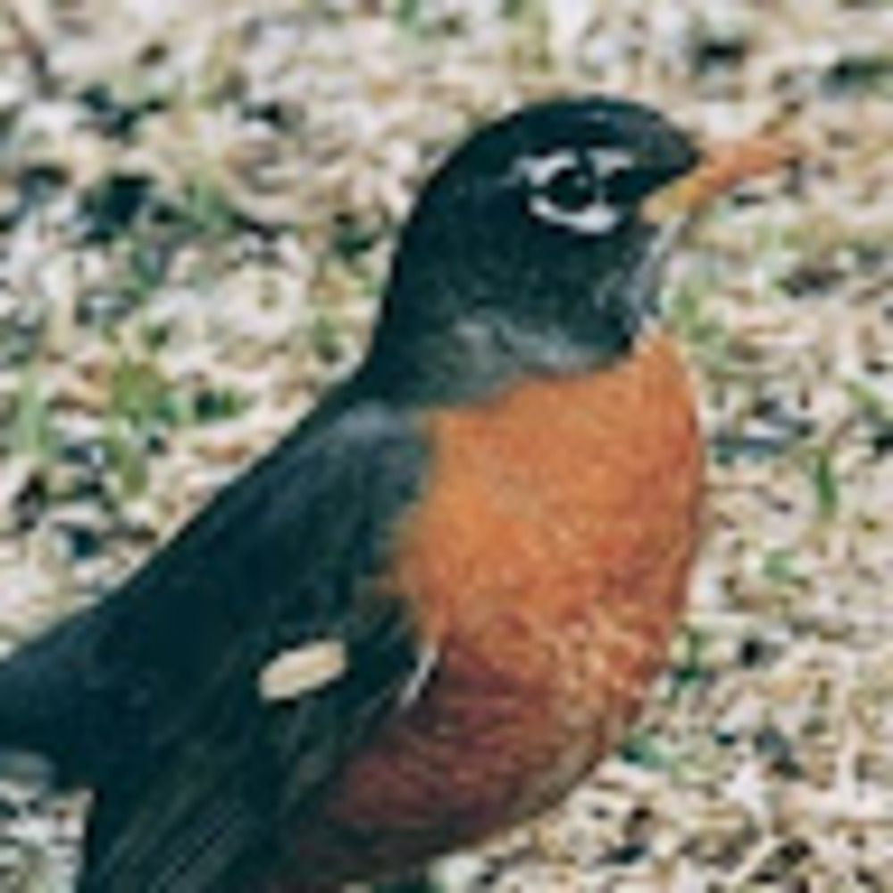 Meet your Posher, Robin